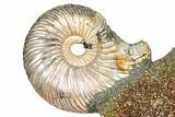 Iridescent Pyritized Ammonite (Quenstedticeras) Fossil Display #368827-1